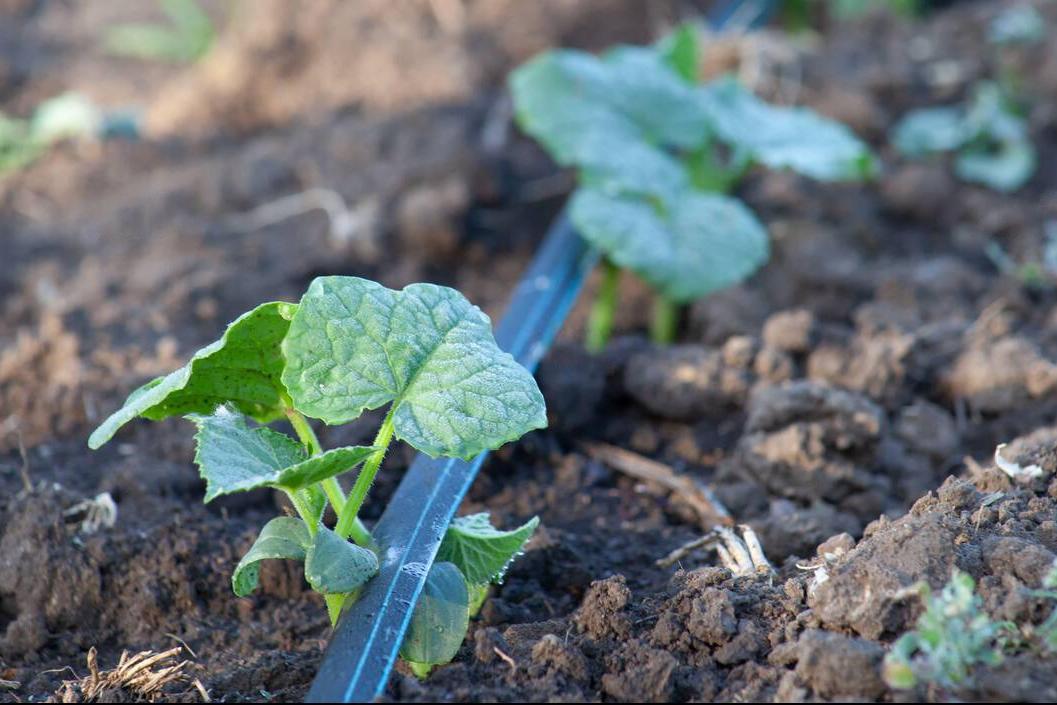 Drip irrigation of cucumber Drip irrigation of cucumber