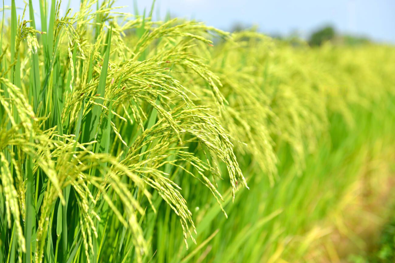 info-1300-867 info-1300-867